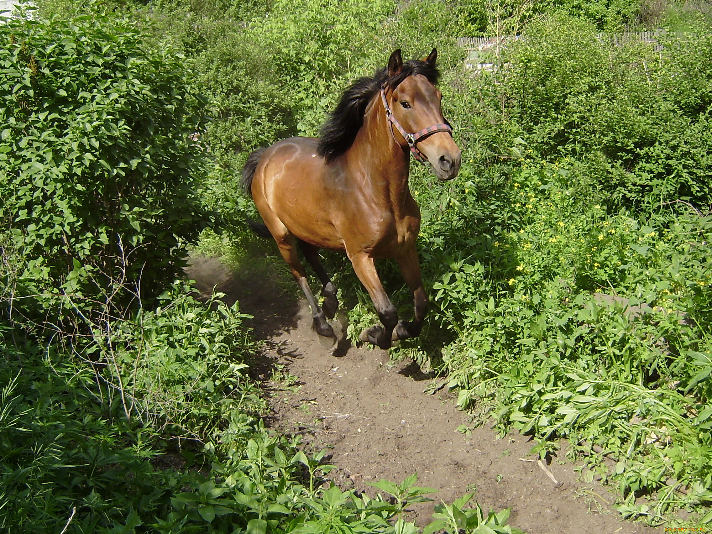Лошадка для сада. Лошадь в саду. Декоративная лошадь для сада. Лошадь в саду легкая. Пятнистая лошадь в саду.